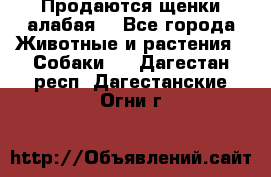 Продаются щенки алабая  - Все города Животные и растения » Собаки   . Дагестан респ.,Дагестанские Огни г.